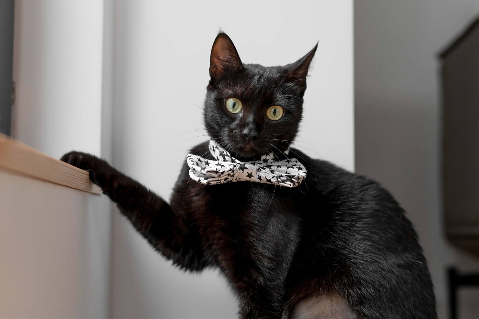 Black cat with his one paw on the window sill