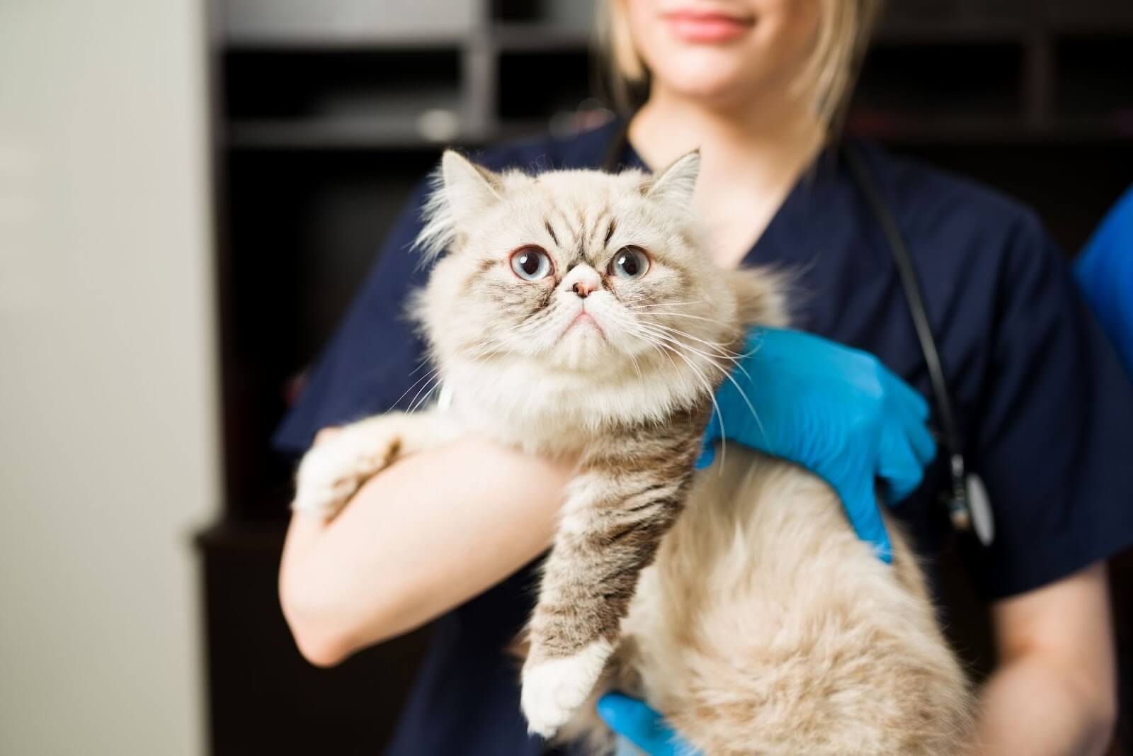 vet holding a cat