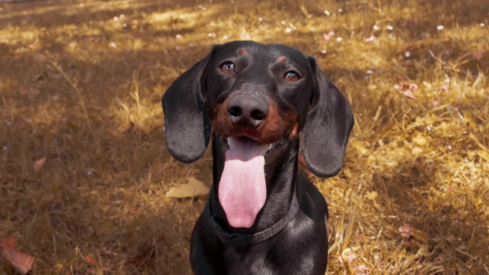 sausage dog