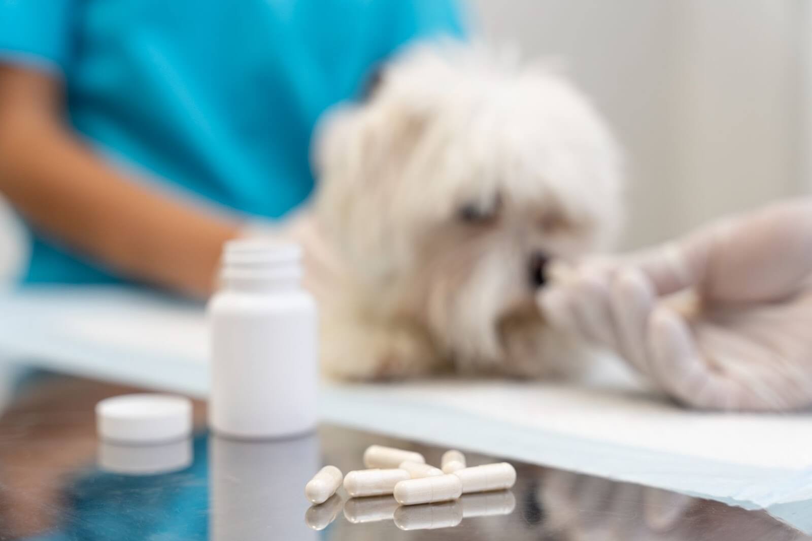 dog getting medication