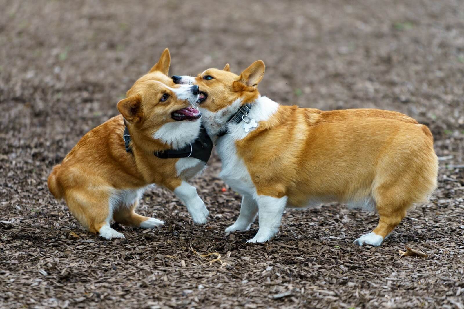 corgi's play fighting