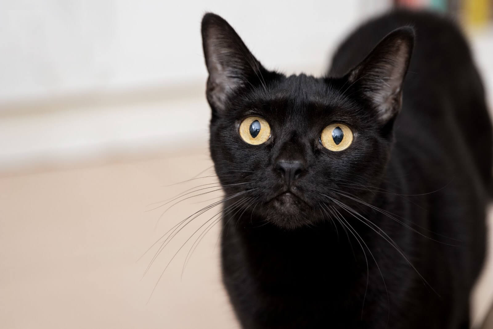 Black cat looking at the camera 