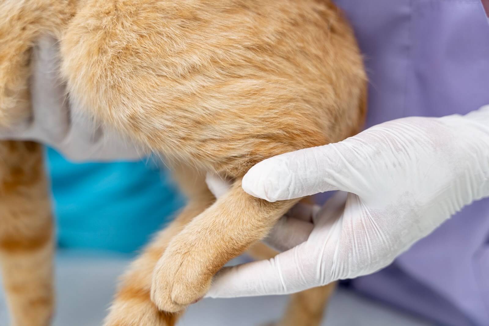 ginger cat leg getting checked