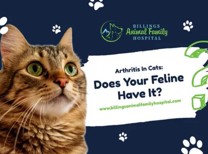 Arthritis In Cats: Does Your Feline Have It?
