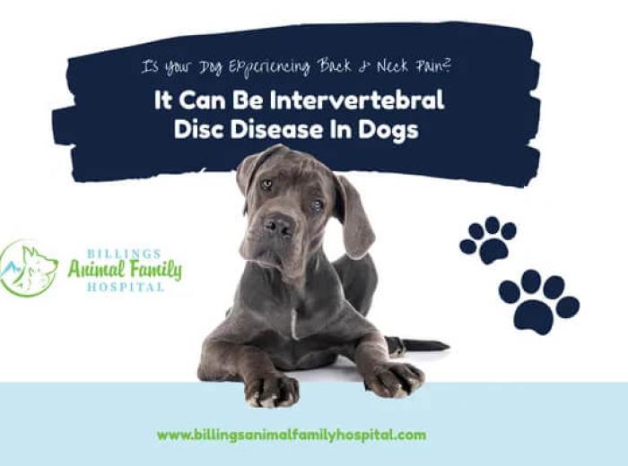 Intervertebral Disc Disease In Dogs