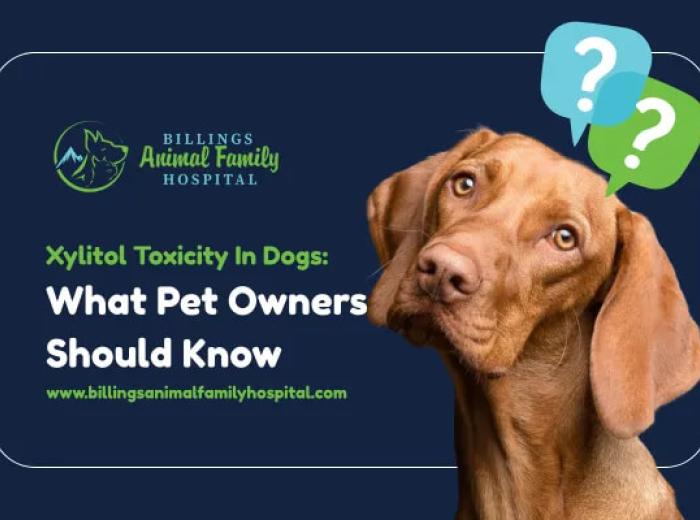 Xylitol Toxicity In Dogs