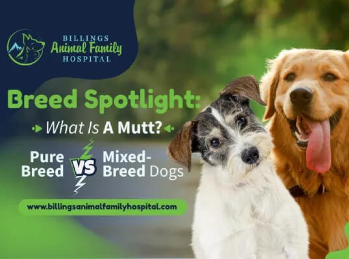 What Is A Mutt? Mixed-Breed Dog