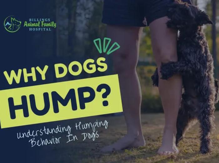 Why Dogs Hump Things