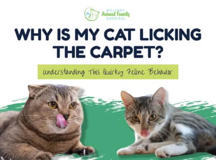 Why is My Cat Licking the Carpet?