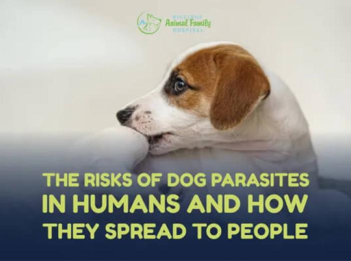 Risks of Dog Parasites in Humans