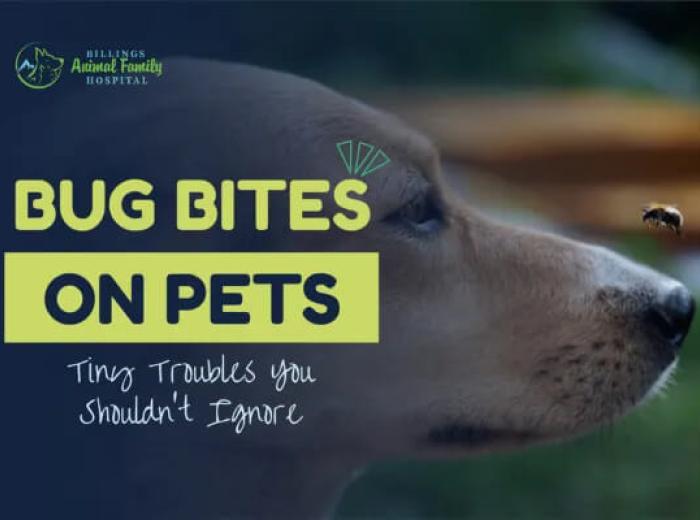 Are Bug Bites On Pets Harmful?