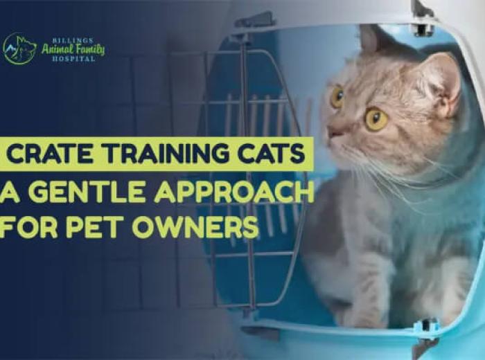 Tips For Crate Training Cats