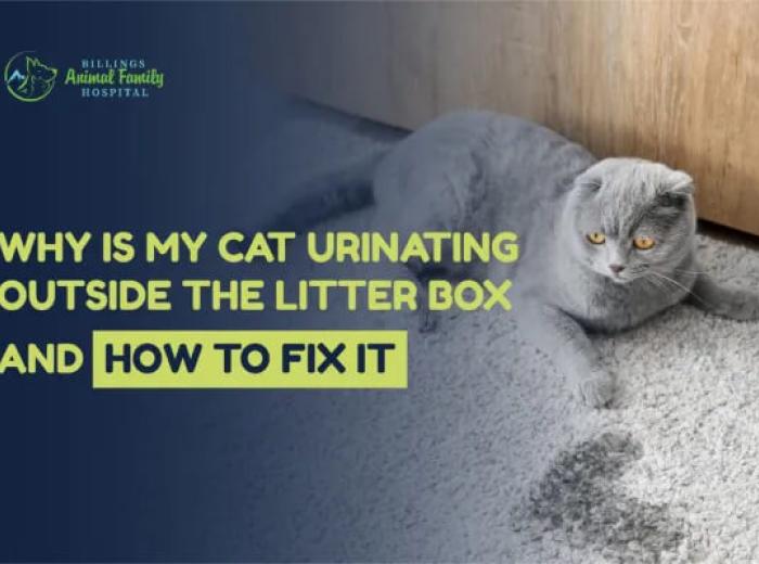 Why Is My Cat Urinating Outside The Litter Box